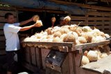 Petani saat memilah (menyortir) dari gerobak buah kelapa ukuran besar, sedang, dan kecil hasil panen di Desa Kampung Baru, Kecamatan Marga Punduh, Kabupaten Pesawaran, Provinsi Lampung. (Megapolitan.Antaranews.Com/Foto: M.Tohamaksun).