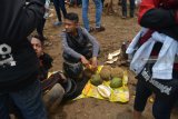 Ribuan pengunjung berebut gunungan buah durian saat festival Kenduren di Wonosalam, Kabupaten Jombang, Jawa Timur, Minggu (3/3/2019). Festival Kenduren tersebut merupakan acara tahunan yang digelar setiap memasuki musim panen durian sebagai bentuk syukur petani kepada Tuhan. Antara Jatim/Syaiful Arif/zk.