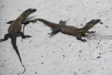 Sejumlah anakan komodo (Varanus komodoensis) berada dalam kandang di Kebun Binatang Surabaya (KBS), Surabaya, Jawa Timur, Selasa (5/3/2019). Sebanyak 74 anakan komodo tersebut lahir pada Januari sampai Februari 2019 yang berasal dari tujuh induk Komodo sehingga menambah koleksi Komodo di kebun binatang itu menjadi 142 ekor.  Antara Jatim/Zabur Karuru