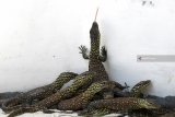 Sejumlah anakan komodo (Varanus komodoensis) berada dalam kandang di Kebun Binatang Surabaya (KBS), Surabaya, Jawa Timur, Selasa (5/3/2019). Sebanyak 74 anakan komodo tersebut lahir pada Januari sampai Februari 2019 yang berasal dari tujuh induk Komodo sehingga menambah koleksi Komodo di kebun binatang itu menjadi 142 ekor.  Antara Jatim/Zabur Karuru