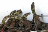 Sejumlah anakan komodo (Varanus komodoensis) berada dalam kandang di Kebun Binatang Surabaya (KBS), Surabaya, Jawa Timur, Selasa (5/3/2019). Sebanyak 74 anakan komodo tersebut lahir pada Januari sampai Februari 2019 yang berasal dari tujuh induk Komodo sehingga menambah koleksi Komodo di kebun binatang itu menjadi 142 ekor.  Antara Jatim/Zabur Karuru