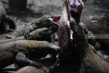 Sejumlah  komodo (Varanus komodoensis)  diberi makan di Kebun Binatang Surabaya (KBS), Surabaya, Jawa Timur, Selasa (5/3/2019). Dengan adanya kelahiran sebanyak 74  ekor anakan komodo di kebun binatang itu sehingga koleksi komodo di kebun binatang tersebut bertambah menjadi 142 ekor. Antara Jatim/Zabur Karuru