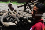 Sejumlah  komodo (Varanus komodoensis)  diberi makan di Kebun Binatang Surabaya (KBS), Surabaya, Jawa Timur, Selasa (5/3/2019). Dengan adanya kelahiran sebanyak 74  ekor anakan komodo di kebun binatang itu sehingga koleksi komodo di kebun binatang tersebut bertambah menjadi 142 ekor. Antara Jatim/Zabur Karuru