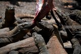 Sejumlah  komodo (Varanus komodoensis)  diberi makan di Kebun Binatang Surabaya (KBS), Surabaya, Jawa Timur, Selasa (5/3/2019). Dengan adanya kelahiran sebanyak 74  ekor anakan komodo di kebun binatang itu sehingga koleksi komodo di kebun binatang tersebut bertambah menjadi 142 ekor. Antara Jatim/Zabur Karuru