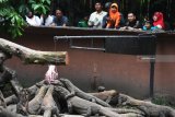 Sejumlah  komodo (Varanus komodoensis)  diberi makan di Kebun Binatang Surabaya (KBS), Surabaya, Jawa Timur, Selasa (5/3/2019). Dengan adanya kelahiran sebanyak 74  ekor anakan komodo di kebun binatang itu sehingga koleksi komodo di kebun binatang tersebut bertambah menjadi 142 ekor. Antara Jatim/Zabur Karuru