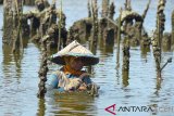 Warga memanen tiram yang menempel pada rumpon dari bambu, kayu dan ban bekas di waduk penampungan desa Tibang, Banda Aceh, Selasa (5/3/2019). Usaha budi daya tiram yang berkembang secara tradisional oleh kelompok masyarakat di daerah pesisir tersebut dipasarkan untuk kebutuhan industri kecil kerupuk tiram dan selain untuk konsumsi rumah tangga dengan nilai jual tiram seharga Rp10.000 perkaleng. (Antara Aceh/Ampelsa)