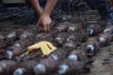 Temuan mortir di Dago Bandung bertambah