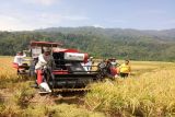 Petani Pasaman gunana alat panen padi modern, sangat menghemat