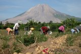 Buruh memanen kentang di area perkebunan dengan latar belakang Gunung Sinabung, di Desa Sukandebi, Karo, Sumatera Utara, Jumat (8/3/2019). Kentang yang dipasarkan ke sejumlah daerah di Sumut tersebut dijual Rp5.000 per kilogram di tingkat petani. (Antara Sumut/Irsan)