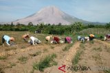 Petani memanen kentang di lahan pertanian dengan latar belakang Gunung Sinabung di Desa Sukandebi, Karo, Sumatera Utara, Jumat (8/3). Kentang yang dipasarkan ke sejumlah daerah di Sumut tersebut ditingkatan petani dijual seharga Rp5 ribu/kg. (Antara Sumut/Irsan)