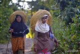 PEREMPUAN PENCARI ROTAN