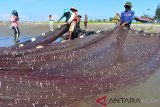 Nelayan tradisional menarik pukat darat saat menangkap ikan di perairan pantai Kampung Jawa, Banda Aceh, Sabtu (9/3/2019). Hasil tangkapan pukat darat di daerah itu didominasi jenis ikan teri yang langsung dipasarkan kepada pengunjung pantai seharga Rp20.000 perkilogram. (Antara Aceh/Ampelsa)