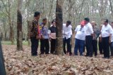 Petani karet Sumsel dukung kebijakan Presiden