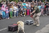 Petugas Bea Cukai memperagakan simulasi anjing pelacak (K9) jenis Labrador Retriver dalam acara Custums On The Street Bea Cukai Purwakarta di Taman Air Mancur Sri Baduga, Purwakarta, Jawa Barat, Minggu (10/3/2019). Acara tersebut untuk mensosialisasikan pemberantasan masuknya barang terlarang seperti narkoba dan persenjataan. ANTARA JABAR/M Ibnu Chazar/agr.