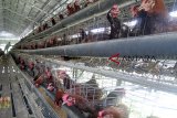 Peternak mengumpulkan telur ayam untuk dijual ke pedagang di peternakan ayam petelur di kawasan  Cibinong, Bogor, Jawa Barat, Sabtu (9/3/2019). Ombudsman Republik Indonesia menduga ada praktik maladministraasi di balik persaingan usaha peternakan unggas dan anjloknya harga ayam di pasaran, kondisi itu menyebabkan para peternak unggas mandiri merugi hingga Rp 2 triliun dalam enam bulan terakhir. ANTARA JABAR/Yulius Satria Wijaya/agr.