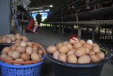 Peternak memanen telur ayam di kandang miliknya di desa Balongan, Indramayu, Jawa Barat, Sabtu (9/3/2019). Kementerian Perdagangan menetapkan Harga Eceran Tertinggi (HET) telur ayam sebesar Rp22 ribu per kilogram. ANTARA JABAR/Dedhez Anggara/agr.