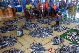 Suasana aktivitas jual beli di Tempat Pelelangan Ikan (TPI) Desa Ujong Baroh, Kecamatan Johan Pahlawan, Aceh Barat, Senin (11/3/2019). Para pedagang di kawasan itu mengaku, sejak dua pekan terakhir harga berbagai jenis ikan segar rata-rata turun sekitar 45 persen akibat melipahnya pasokan ikan dari nelayan setempat. (Antara Aceh/Syifa Yulinnas)