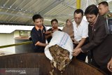Gubernur NTB resmikan industri penyulingan cengkeh