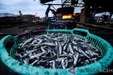 Pekerja merebus ikan Teri atau 'bilis' (Engraulidae) untuk produksi ikan kering di kawasan pesisir Kp3 Lhokseumawe, Aceh, Rabu (13/3/2019). Produsen dikawasan itu mengaku, produksi teri teri untuk kebutuhan pasar nasional seharga Rp90.000 per kg dan pasar ekspor Malaysia Rp120.000 per kg, biasanya 5 ton per hari, naik 7-8 ton perhari menyusul mulai melimpahnya persediaan bahan baku dari nelayan. (Antara Aceh/Rahmad)