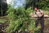 Anggota tim gabungan membakar pohon ganja siap panen di salah satu ladang ganja di kawasan lembah Montasik, Aceh Besar, Kamis (14/3/2019. Tim gabungan dari Polres Aceh Besar, Kodim 0101/BS dan TNI AU Lanud Sultan Iskandar Muda memusnahkan lima dari 20 hektare lebih ladang ganja di beberapa lokasi di Kabupaten Aceh Besar. (Antara Aceh/Irwansyah Putra)