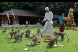 Pemuka agama Hindu memberikan buah-buahan kepada kera dalam upacara Tumpek Kandang di obyek wisata Alas Kedaton, Tabanan, Bali, Sabtu (16/3/2019). Upacara setiap enam bulan tersebut untuk mendoakan segala jenis binatang sebagai wujud rasa sayang terhadap binatang karena memberi manfaat positif bagi kehidupan manusia. ANTARA FOTO/Nyoman Hendra Wibowo/nym