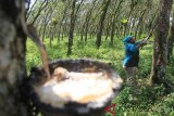 Seorang buruh menyadap getah di area perkebunan karet milik PT Sari Inti Rakyat (SIR) di Desa Tegal Sari, Pante Ceureumen, Aceh Barat, Aceh, Sabtu (16/3/2019). Dalam sepekan setiap buruh mampu mengumpulkan getah hasil sadapannya sebanyak 150 sampai 250 kilogram yang kemudian dijual ke pihak perusahaan seharga Rp 4.000 per kilogram. (Antara Aceh/Syifa Yulinnas)