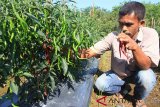 Petani memetik cabai merah saat panen di area perkebunan miliknya di Desa Alue Raya, Samatiga, Aceh Barat, Aceh, Minggu (17/3/2019). Sejak dua hari terakhir harga cabai merah tingkat petani mulai membaik dari Rp 10.000 per kilogram menjadi Rp 18.000 per kilogram. (Antara Aceh/Syifa Yulinnas)