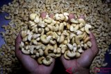 Kacang Mente kualitas ekspor