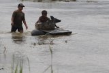 Warga mengevakuasi hewan ternak miliknya akibat banjir bandang Sentani di Sentani, Jaya Pura, Papua, Selasa (19/3/2019). Banjir bandang yang melanda Sentani sejak Sabtu (16/3) lalu, mengakibatkan sedikitnya enam ribu orang mengungsi ke sejumlah posko pengungsian. (ANTARA FOTO)