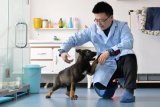 Ilmuwan China mengkloning anjing polisi 