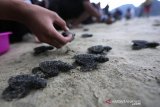 Aktivis lingkungan bersama warga melepas tukik (anak penyu) lekang (Lepidochelys olivacea) hasil penangkaran di pantai Lhoknga, Aceh Besar, Kamis (21/3/2019). Pelepasan puluhan tukik lekang yang menjadi salah satu rangkaian menuju malam puncak earth hour 2019 di Aceh dijadikan kampanye penyelamatan penyu yang populasinya terus menurun akibat perburuan daging dan telur. (Antara Aceh/Irwansyah Putra)