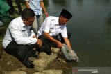 Pemkot Palembang maksimalkan  penebaran benih ikan