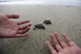 Aktivis lingkungan bersama warga melepas tukik (anak penyu) lekang (Lepidochelys olivacea) hasil penangkaran di pantai Lhoknga, Aceh Besar, Aceh, Kamis (21/3/2019). Pelepasan puluhan tukik lekang yang menjadi salah satu rangkaian menuju malam puncak earth hour 2019 di Aceh tersebut dijadikan kampanye penyelamatan penyu yang populasinya terus menurun akibat perburuan daging dan telur. (ANTARA FOTO)