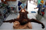 Petugas kesehatan memeriksa Hope, orangutan betina dewasa yang diselamatkan dari Subusssalam, Aceh (10/3/2019) di Pusat Karantina dan Rehabilitasi Orangutan Sumatera di Sibolangit, Sumatera Utara, Minggu (17/3/2019). Hasil pemeriksaan menunjukkan terdapat 74 peluru senapan angin di badan dan wajahnya sehingga menyebabkan buta total di kedua matanya. Selain itu Orangutan Hope juga mengalami patah tulang di bahu kiri serta dengan luka-luka benda tajam di sekujur tubuh dan kemudian menjalani operasi patah tulang dengan bantuan seorang ahli bedah tulang dan syaraf dari Swiss Dr. Andreas Messikommer, seorang relawan dokter yang sudah beberapa kali membantu tim medis YEL-SOCP menangani kasus serupa. (ANTARA FOTO)