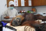 Petugas kesehatan memeriksa Hope, orangutan betina dewasa yang diselamatkan dari Subusssalam, Aceh (10/3/2019) di Pusat Karantina dan Rehabilitasi Orangutan Sumatera di Sibolangit, Sumatera Utara, Minggu (17/3/2019). Hasil pemeriksaan menunjukkan terdapat 74 peluru senapan angin di badan dan wajahnya sehingga menyebabkan buta total di kedua matanya. Selain itu Orangutan Hope juga mengalami patah tulang di bahu kiri serta dengan luka-luka benda tajam di sekujur tubuh dan kemudian menjalani operasi patah tulang dengan bantuan seorang ahli bedah tulang dan syaraf dari Swiss Dr. Andreas Messikommer, seorang relawan dokter yang sudah beberapa kali membantu tim medis YEL-SOCP menangani kasus serupa. (ANTARA FOTO)