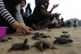 Aktivis lingkungan bersama warga melepas tukik (anak penyu) lekang (Lepidochelys olivacea) hasil penangkaran di pantai Lhoknga, Aceh Besar, Aceh, Kamis (21/3/2019). Pelepasan puluhan tukik lekang yang menjadi salah satu rangkaian menuju malam puncak earth hour 2019 di Aceh tersebut dijadikan kampanye penyelamatan penyu yang populasinya terus menurun akibat perburuan daging dan telur. (ANTARA FOTO)