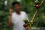 Kopi Arabika Sajang tanpa aroma nan 