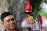 Warga membawa burung lovebird untuk dilombakan di Banda Aceh, Aceh, Minggu (24/3/2019). Lovebird adalah burung spesies Agapornis yang berasal dari daratan Afrika dan masuk ke Indonesia di tahun 1995 dan mulai diternakan didalam negeri karena banyak diminati sebagai burung peliharaan serta diperlombakan kicauanya. (Antara Aceh/Irwansyah Putra)