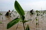 Sejumlah warga menanam bibit mangrove di Kecamatan Tamalanrea, Makassar, Sulawesi Selatan, Sabtu (23/3/2019). Penanaman bibit mangrove tersebut sebagai upaya pencegahan abrasi sekaligus untuk pengembangan kawasan ekowisata hutan bakau di daerah itu serta meningkatkan kepedulian warga setempat terhadap lingkungan. ANTARA FOTO/Arnas Padda/YU/foc. 