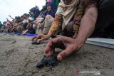 Mahasiswa Marine Center Universitas Malikussaleh (Unimal) melepas anak penyu lekang atau tukik (Lepidochelys olivacea) saat kampanye melepasliarkan tukik di laut kampung nelayan Bangka Jaya, Dewantara, Aceh Utara, Senin (25/3/2019). pelepasliaran 300 tukik itu upaya mahasiswa mengajak para nelayan dan generasi muda menjaga populasi dan kelestarian penyu sekaligus mengkampanyekan Penyu salah satu spesies dilindungi Undang-Undang Republik Indonesia Nomor 5 Tahun 1990 tentang Konservasi Sumber Daya Alam Hayati dan Ekosistemnya. (Antara Aceh/Rahmad)