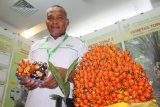 Seorang staf perusahaan sawit memperlihatkan sampel varietas sawit Topaz hasil produksi PT Tunggal Yunus Estate Asian Agri di pameran 3rd Borneo Forum yang digelar Gabungan Pengusaha Sawit Indonesia (GAPKI) se-Kalimantan di Pontianak, Kalimantan Barat, Rabu (20/3/2019). Dalam kesempatan tersebut, GAPKI mendorong perusahaan sawit untuk melakukan sertifikasi dan menerapkan Indonesian Sustainable Palm Oil System (ISPO) agar bisa meningkatkan daya saing minyak sawit Indonesia di pasar dunia. ANTARA FOTO/Jessica Helena Wuysang