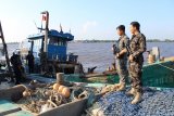  Sejumlah petugas bersiaga di atas kapal berbendera Vietnam hasil tangkapan di dermaga Stasiun Pengawasan Sumber Daya Kelautan dan Perikanan (PSDKP) Pontianak di Kabupaten Kubu Raya, Kalimantan Barat, Rabu (20/3/2019). Kapal Patroli Hiu Macan 01 Kementerian Kelautan dan Perikanan menangkap dua kapal perikanan asing berbendera Vietnam yaitu KM BV 92746 TS berukuran 65 GT dan KM BV 92747 TS berukuran 90 GT serta 14 anak buah kapal yang sedang melakukan penangkapan ikan secara ilegal mennggunakan alat tangkap pair trawl di Zona Ekonomi Ekslusif Indonesia (ZEEI) Laut Natuna Utara pada Minggu (17/3/2019). ANTARA FOTO/Jessica Helena Wuysang