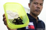 Seorang petugas memperlihatkan Tarantula Kalimantan Barat/Ornithoctoninae G hasil sitaan saat rilis kasus di Mako Satuan Polisi Hutan Reaksi Cepat (SPORC), di Kabupaten Kubu Raya, Kalimantan Barat, Jumat (22/3/2019). Sebanyak empat warga negara Polandia ditangkap Balai Konservasi Sumber Daya Alam (BKSDA) Sintang karena mengambil sampel satwa liar dan tumbuhan sebanyak 283 jenis tanpa ijin di kawasan konservasi Taman Wisata Alam Bukit Kelam, Kabupaten Sintang, Kalimantan Barat pada Selasa (19/3/2019). ANTARA FOTO/Jessica Helena Wuysang