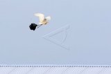 Seekor burung kuntul (Bubulcus ibis) terbang dengan kaki tersangkut sampah plastik di kawasan konservasi Kampung Blekok, Situbondo, Jawa Timur, Minggu (24/3/2019). Penemuan peneliti yang dipublikasikan di Proceedings of the National Academy of Sciences, menunjukkan 99 persen dari semua spesies burung laut cenderung menelan plastik pada 2050 nanti. (ANTARA FOTO)