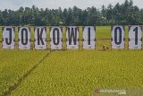 Petani memanen padi diantara Alat Peraga Kampanye (APK) calon presiden Joko Widodo (Jokowi) nomor urut 01 yang ditempatkan di persawahan kawasan Blang Bintang, Aceh Besar, Kamis (28/3/2019). Tim pemenangan calon presiden dan wakil presiden nomor urut 01 Joko Widodo-Ma'ruf Amin dan nomor urut 02  Prabowo Subianto dan Sandiaga Uno di daerah memanfaatkan masa kampanye dengan menempatkan APK ditempat strategis dan mengundang perhatian warga untuk memilih pada pemilu serentak 2019 pada 17 April mendatang. (Antara AcehIrwansyah Putra)
