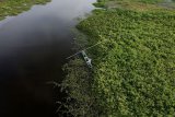 Seorang warga memancing di Danau Limboto yang mulai tertutup eceng gondok di Kabupaten Gorontalo, Gorontalo, Rabu (27/03/2019). Danau Limboto ditetapkan menjadi salah satu dari 15 danau kritis di Indonesia yang menjadi prioritas nasional untuk ditangani secara terpadu oleh pemerintah pusat dan daerah. (ANTARA FOTO)