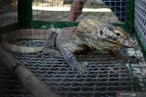 Beni Wahon: Komodo aset penting bagi Bangsa Indonesia