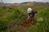 Sejumlah pekerja menanam pohon dalam program revegetasi atau penanaman pohon kembali di areal bekas tambang yang telah di eksploitasi di kawasan pertambangan nikel PT. Vale di Soroako, Luwu Timur, Sulawesi Selatan, Kamis (28/3/2019). PT. Vale melalkukan revegetasi seluas 4.000 hektare dari sekitar 5.000 hektare lahan tambang yang telah dieksploitasinya sebagai salah satu bentuk tanggung jawab terhadap lingkungan. (ANTARA FOTO)