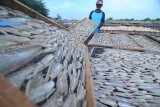 Pekerja menjemur ikan di Pantai Desa Tanjung, Pamekasan, Jawa Timur, Kamis (28/3/2019). Dalam sepekan terakhir harga ikan kering yang dibandrol Rp25.000 hingga Rp75.000 per kg turun menjadi Rp18.000-Rp55.000 per kg karena tangkapan nelayan mulai melimpah. Antara Jatim/Saiful Bahri/zk.