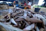 Pekerja membersihkan ikan sebelum dijemur di Pantai Desa Tanjung, Pamekasan, Jawa Timur, Kamis (28/3/2019). Dalam sepekan terakhir harga ikan kering yang dibandrol Rp25.000 hingga Rp75.000 per kg turun menjadi Rp18.000-Rp55.000 per kg karena tangkapan nelayan mulai melimpah. Antara Jatim/Saiful Bahri/zk.